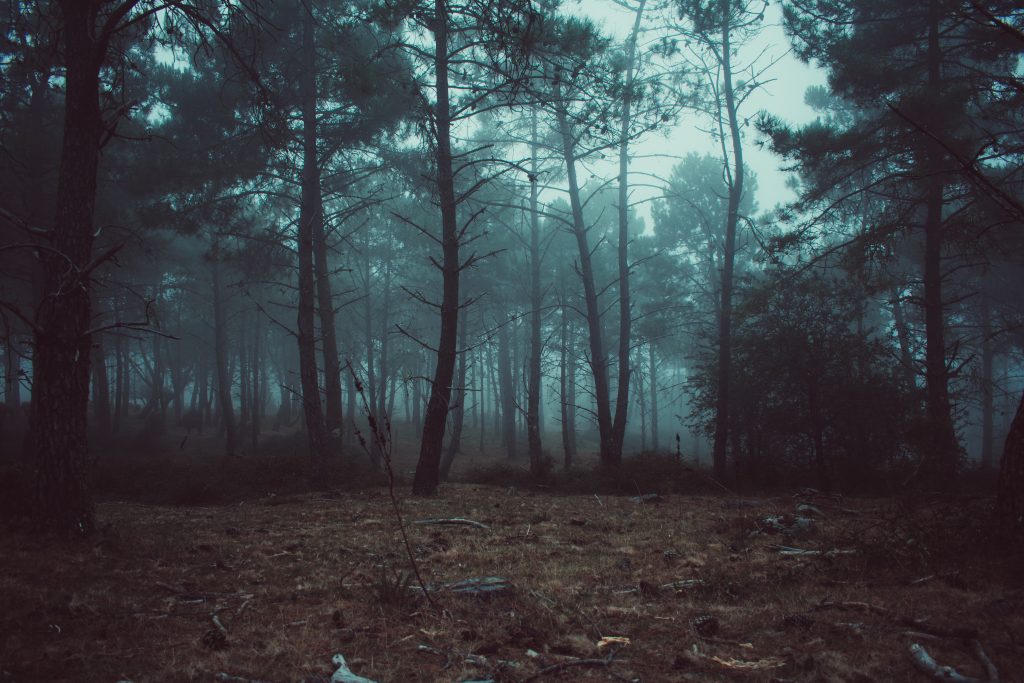 Mist between trees with a dramatic mood
