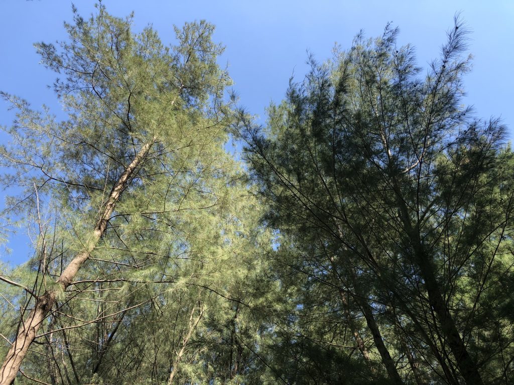 photo of fir trees and blue sky
