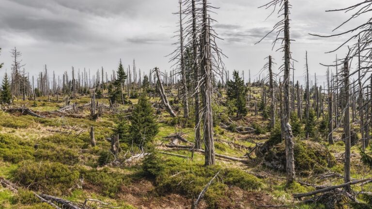 7 Ideas for Artistic Representation of Changing Landscapes That Create Visual Impact