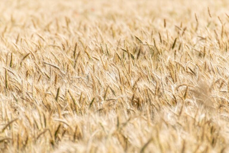 5 Ways Mapping Indigenous Food Systems Can Help Communities Thrive