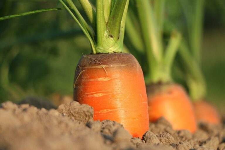 5 Ways to Assess Vegetation Health Using Remote Sensing Technology
