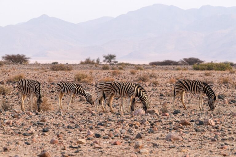 7 Ways Fault Lines Impact Ecosystems and Reshape Wildlife Habitats